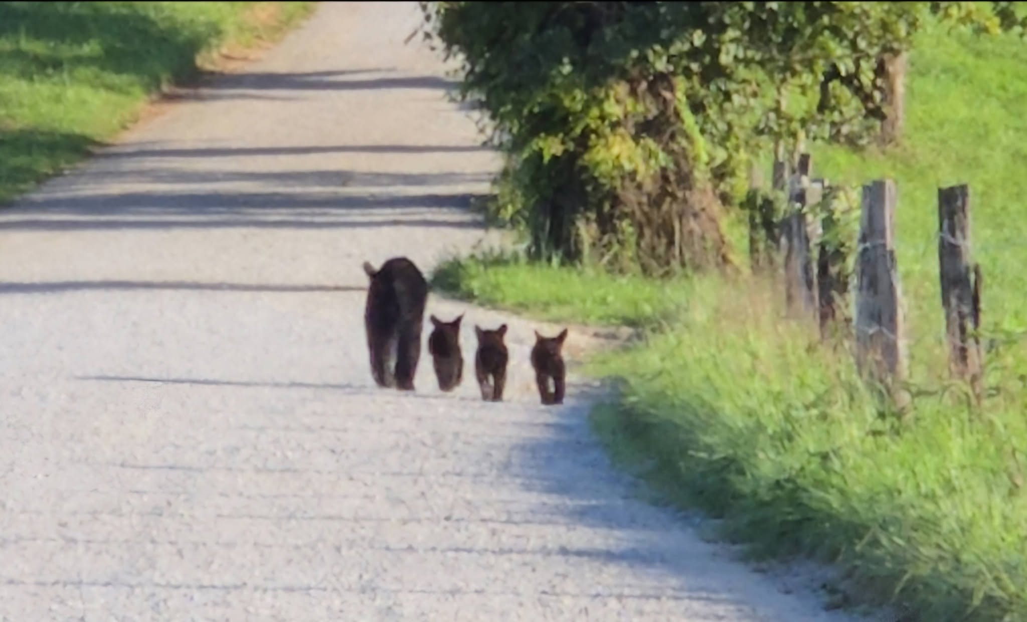 Great Smoky Mountains National Park is bear country 
